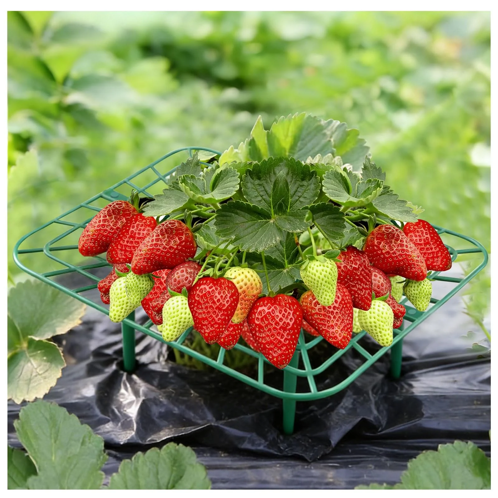 10 Stück Erdbeeren Schutz, Quadratisch Erdbeerstützen, Erdbeergitter Reduziert Schäden, Erdbeer Reif