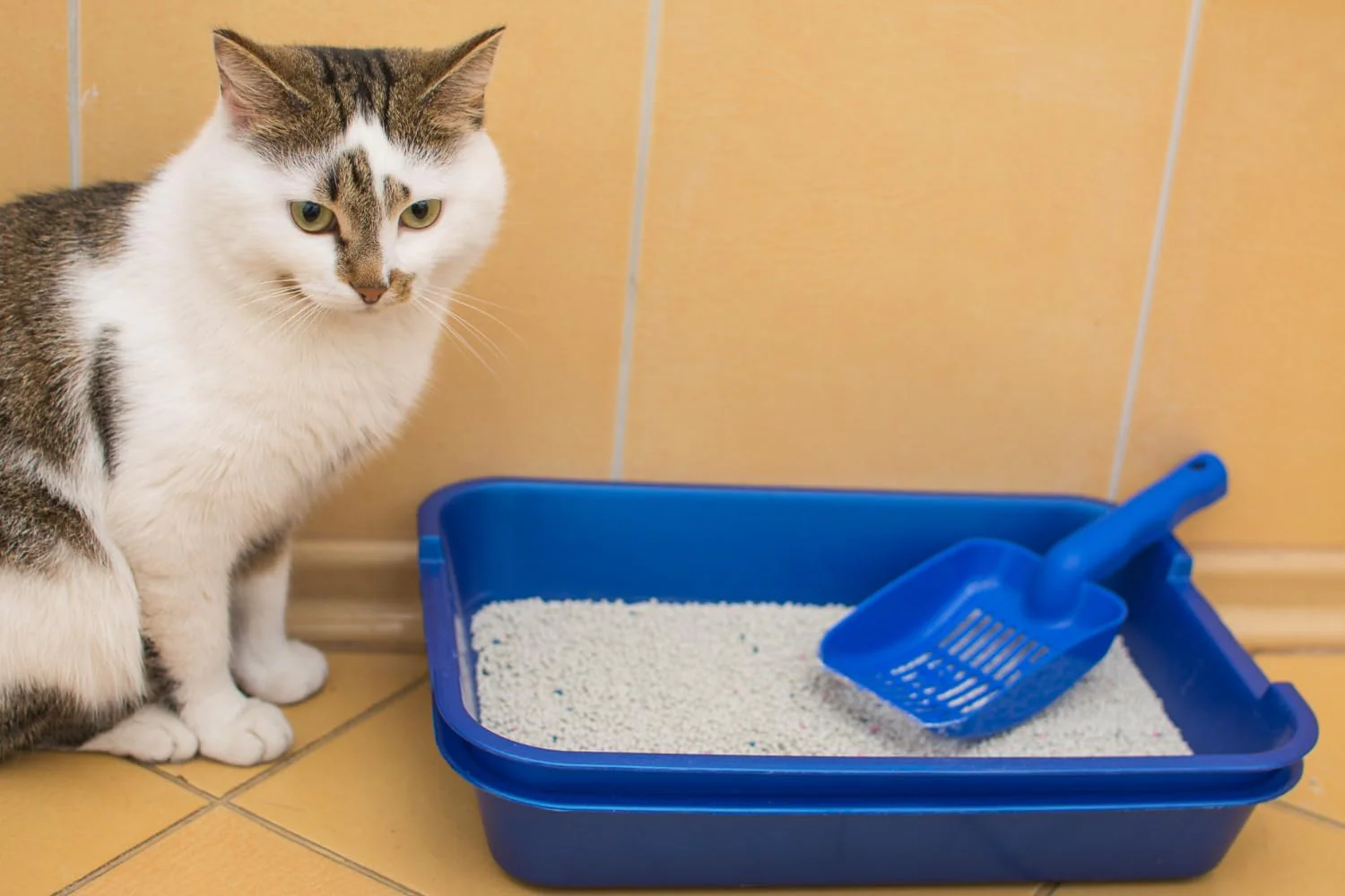 Katzenstreu 30 kg - Klumpstreu Bentonit Dozer Sensitive mit Babypuderduft - staubarm und geruchsbind - Image 7