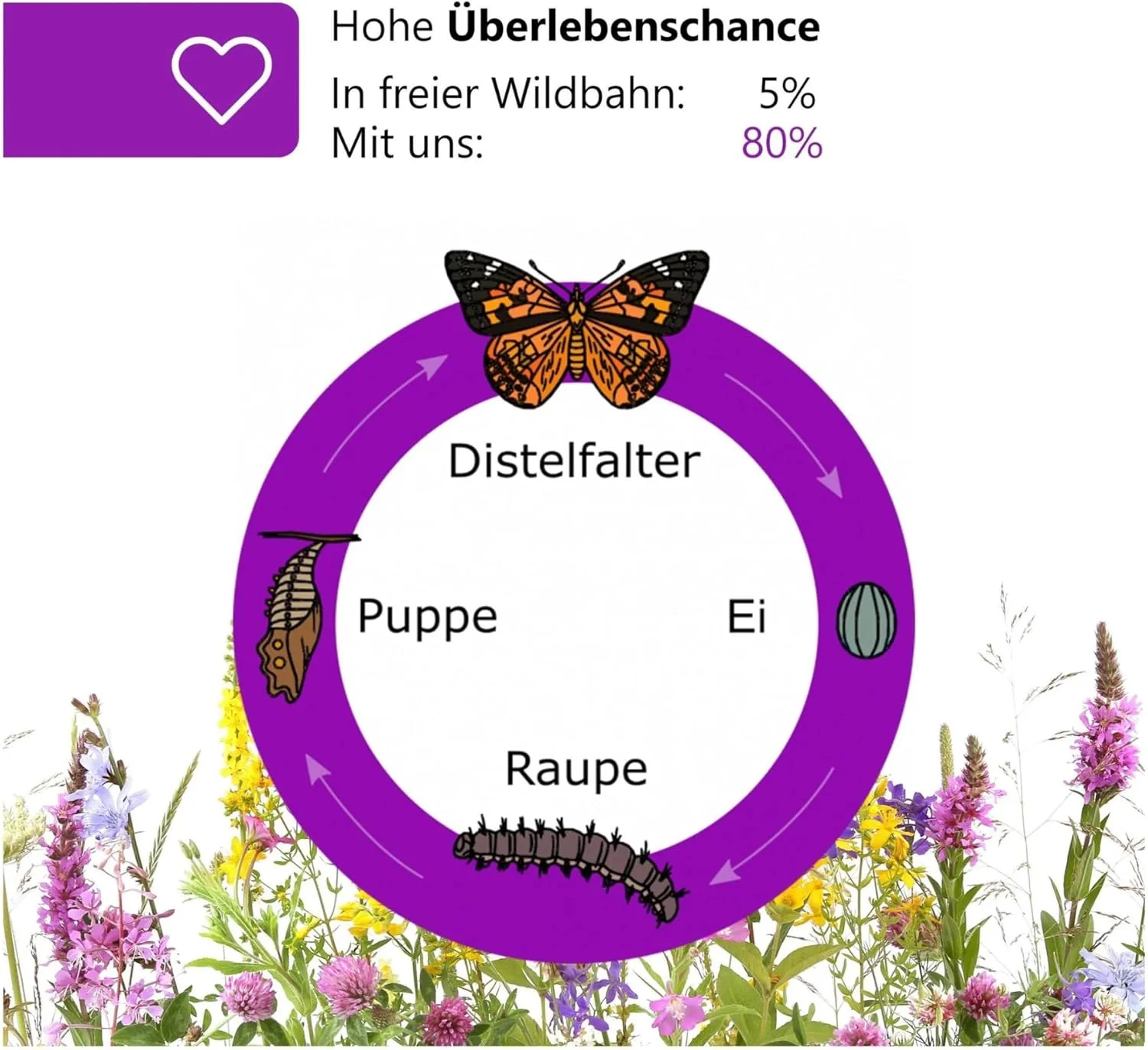 Raupenbecher - Raupen-Nachfüllset - 3 Raupenbecher (Je ca. 7 Raupen) | Ideale Ergänzung zum Schmette - Image 2